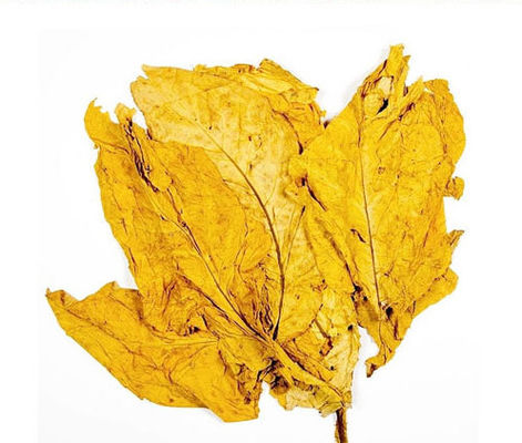 집중된 맛은 E-액체를 위해 사용된 유동적 영국 플라보우르콘센트럴티드 담배 과일 민트 맛을 기화시킵니다