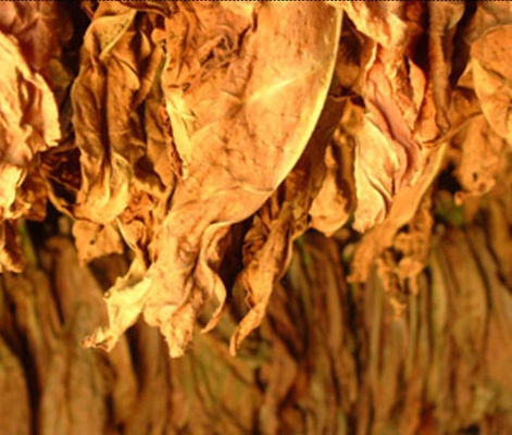 뜨겁게 집중된 과일 맛 Ｅ 정광 빨간 콩 얼음 맛 액체를 판매하는 오스트레일리아를 위해 쥬스우스피 등급 Concen을 기화시킵니다