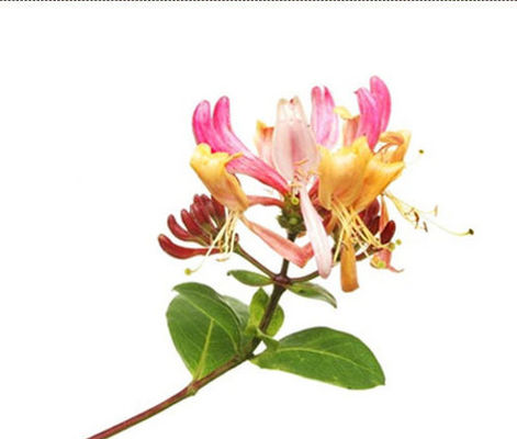 집중된 즙이 많은 복숭아 에리퀴드 풍미는 높이 타로토란을 맛을 내 DIY 에주스 고급 품질 농후액을 위해 집중합니다